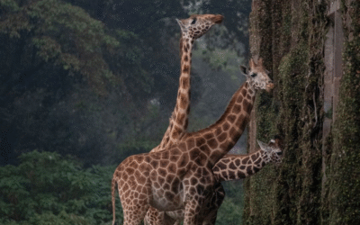 Giraffe Manor: a experiência única de se hospedar com girafas no Quênia