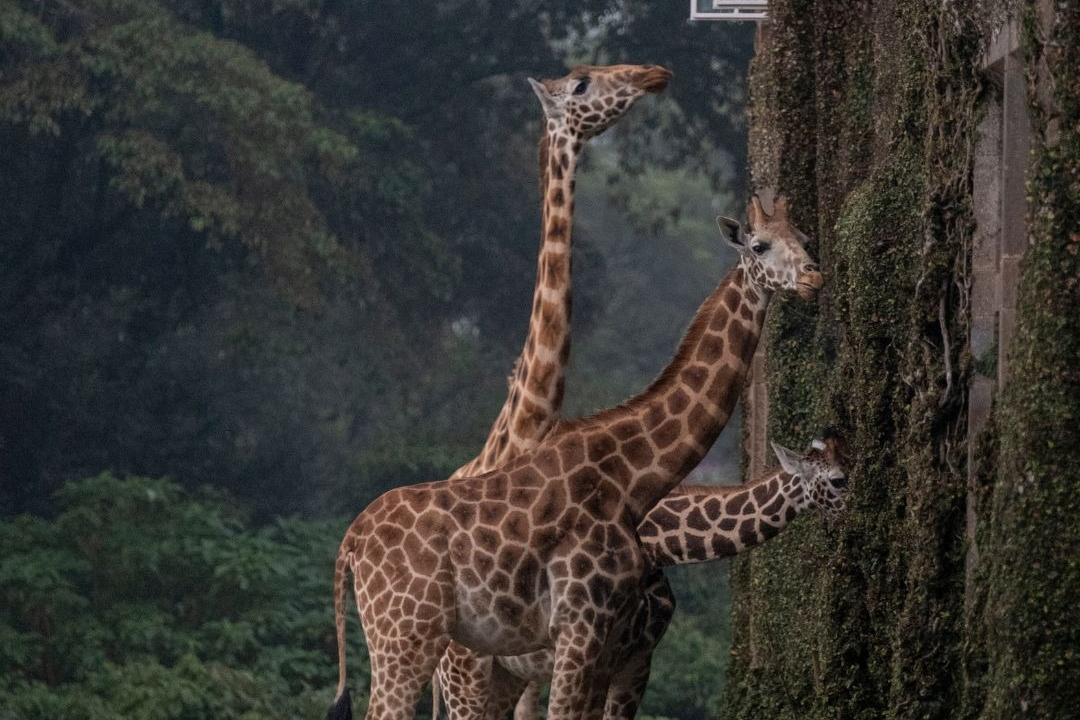 Giraffe Manor: a experiência única de se hospedar com girafas no Quênia