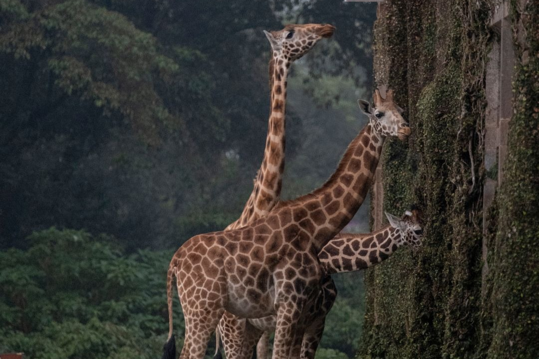 Giraffe Manor: A Experiência Única de se Hospedar com Girafas no Quênia
